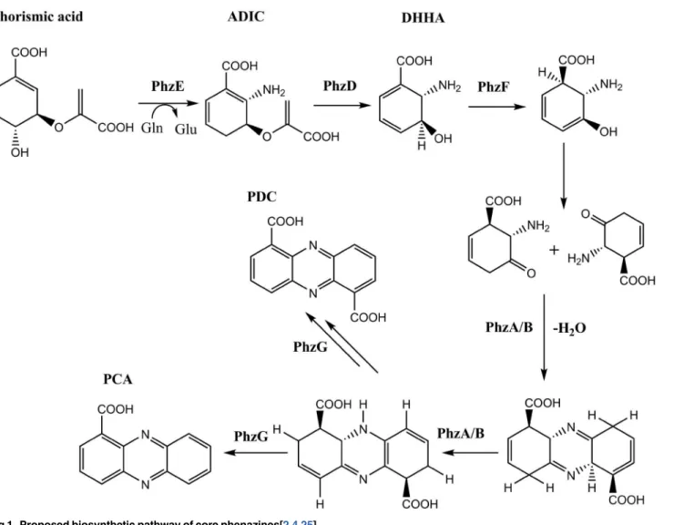Fig 1. Proposed biosynthetic pathway of core phenazines[2,4,25].
