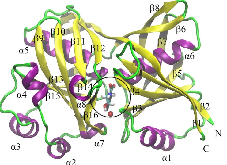 Fig 2. Single Subunit of PhzF and its Active Site. The single subunit of PhzF is displayed in NewRibbons style in VMD [33]; α-helix is colored violet (α1–