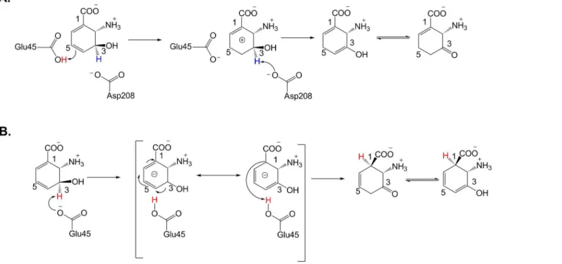 Fig 3. Proposed Mechanisms for Catalysis by PhzF [27, 31].