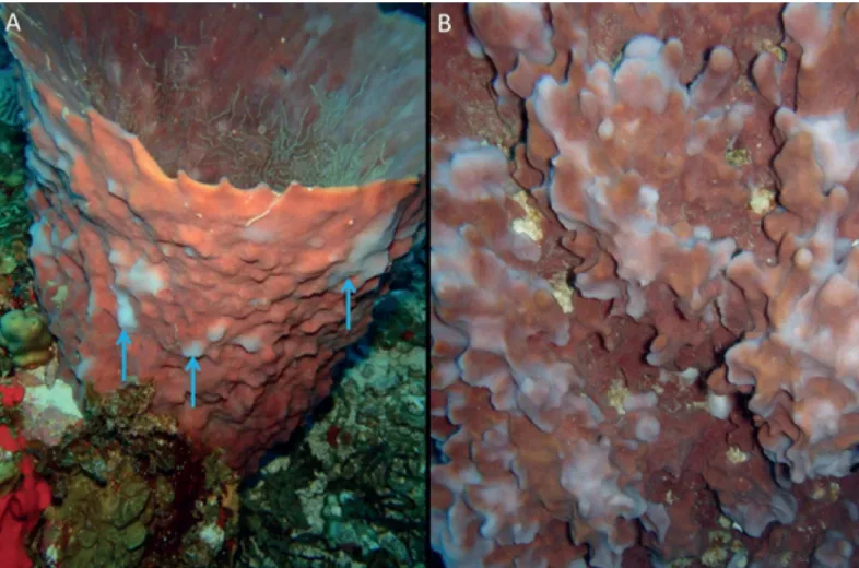 Fig 3. Bleaching in Xestospongia muta. (A) Cyclic bleaching (blue arrows). (B) Close up of cyclic bleaching close up.