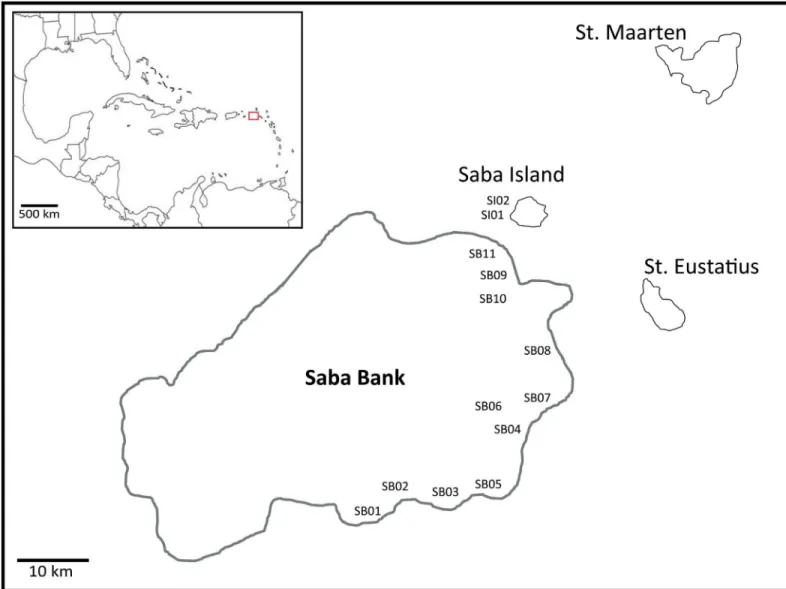 Fig 1. Sample locations on Saba Bank (SB01-SB11) and around Saba Island (SI01 and SI02)