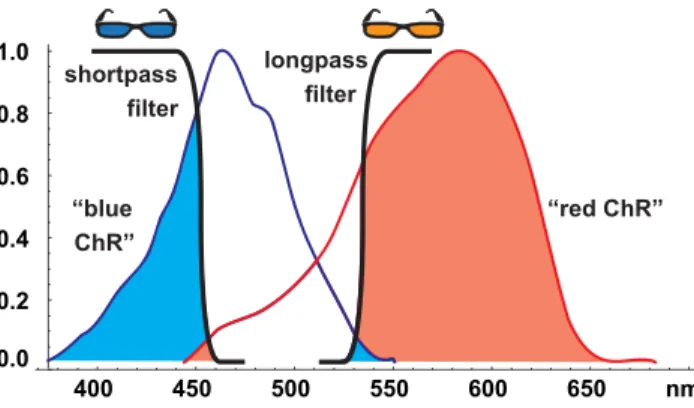 Figure 3. Four-state model of channelrhodopsin function. In this model, ChR has two closed (C 1 , C 2 ) and two open states (O 1 , O 2 ).