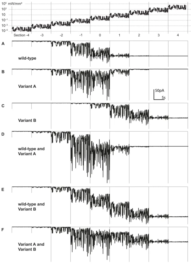 Figure 5. Current responses of different ChR variants to naturalistic brightness modulation at different ambient intensities