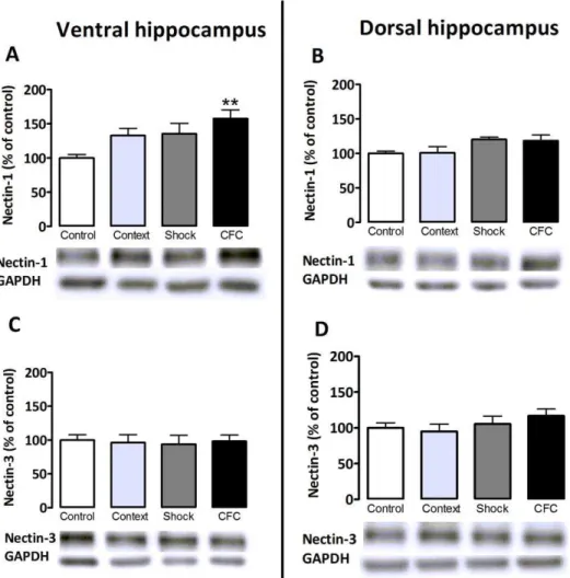 Figure 2. Effect of context, shock and contextual fear conditioning on nectin-1 (A, B) and nectin-3 (C, D) protein expression in synaptic fractions of ventral and dorsal hippocampi