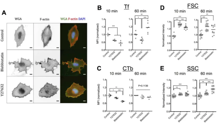 Figure 3. Association of latex nanoparticles but not of high MW dextran with REF52 cells depends on substrate elasticity.