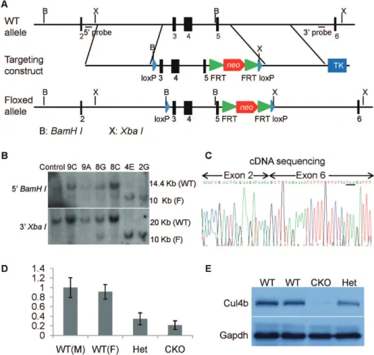 Figure 1. Generation of Cul4b flox mice. (A) Strategy for generation of Cul4b floxed targeting vector