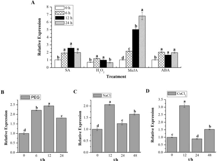 Figure 7. Q-PCR analysis of the ScCAT1 expression patterns in Yacheng05–179 plantlets with abiotic elicitors