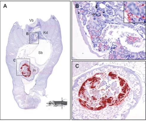 Fig 5. The tissue distribution of Y . ruckeri bacterin in a rainbow trout fry 24 hours post vaccination (Part 4)