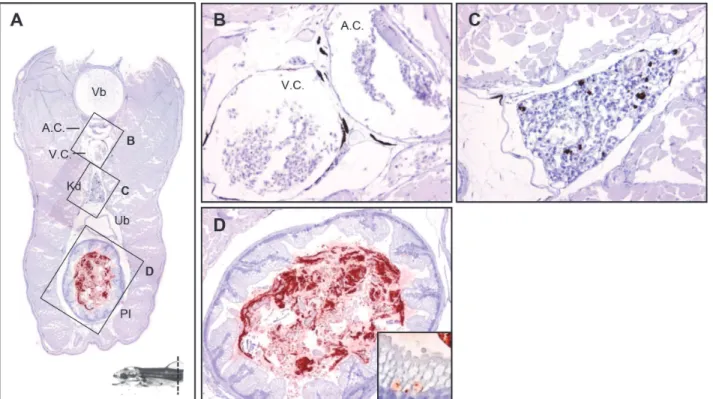Fig 6. The tissue distribution of Y. ruckeri bacterin in a rainbow trout fry 24 hours post vaccination (Part 5)
