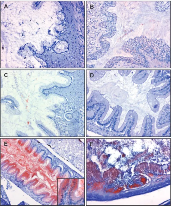 Fig 9. Y. ruckeri bacterin uptake from GI tract demonstrated by immunohistochemistry. Sections of the GI tract fixed in Carnoy ’ s solution