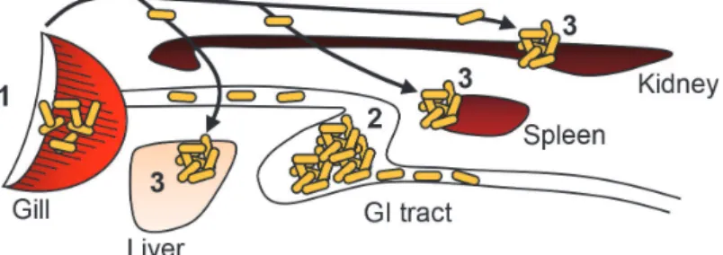 Fig 10. Sequences of Y . ruckeri bacterin detection in organs. Yellow ovals indicate Y