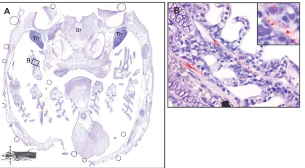 Fig 1. Overview of the 3D spatial distribution of the Y. ruckeri bacterin over time in rainbow trout fry