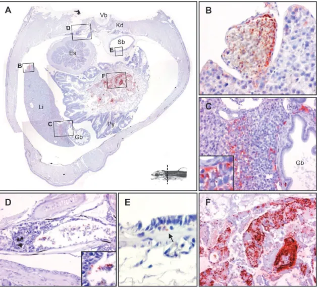 Fig 3. The tissue distribution of Y . ruckeri bacterin in a rainbow trout fry 24 hours post vaccination (Part 2)