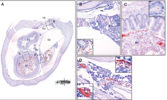 Fig 4. The tissue distribution of Y . ruckeri bacterin in a rainbow trout fry 24 hours post vaccination (Part 3)