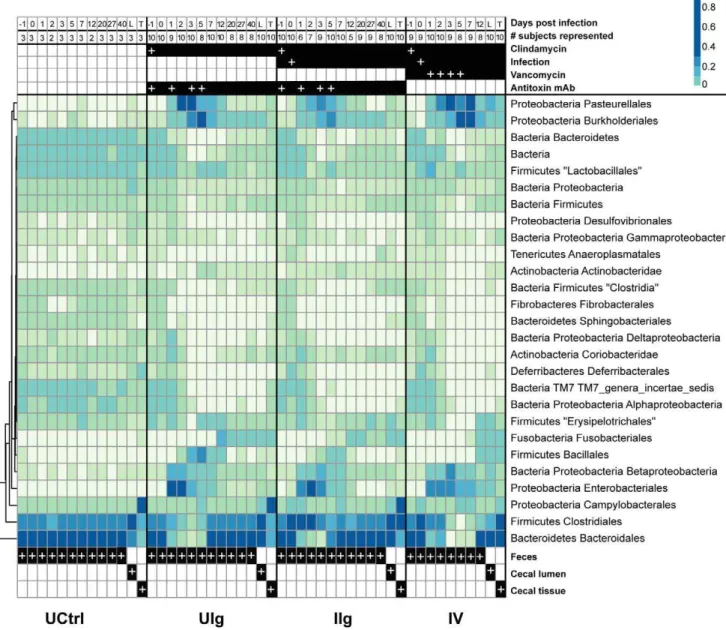 Figure 4. Taxonomic heatmap of fecal and cecal bacterial communities demonstrating large-scale community shift and multiple waves of succession following clindamycin administration