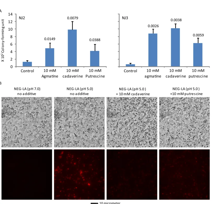 Fig 6. Diamines cadaverine and putrescine-induced acid resistance to lactic acid-mediated killing (A) and wall/membrane permeation (B)