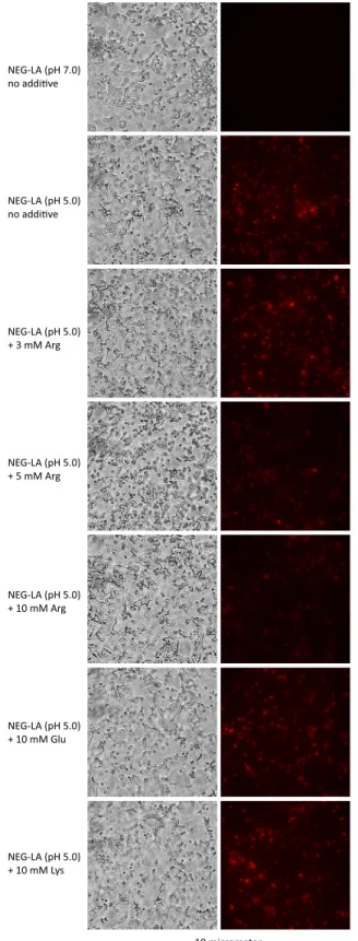 Fig 4. Arginine-, but not glutamate- or lysine-mediated inhibition of lactic acid-induced wall/