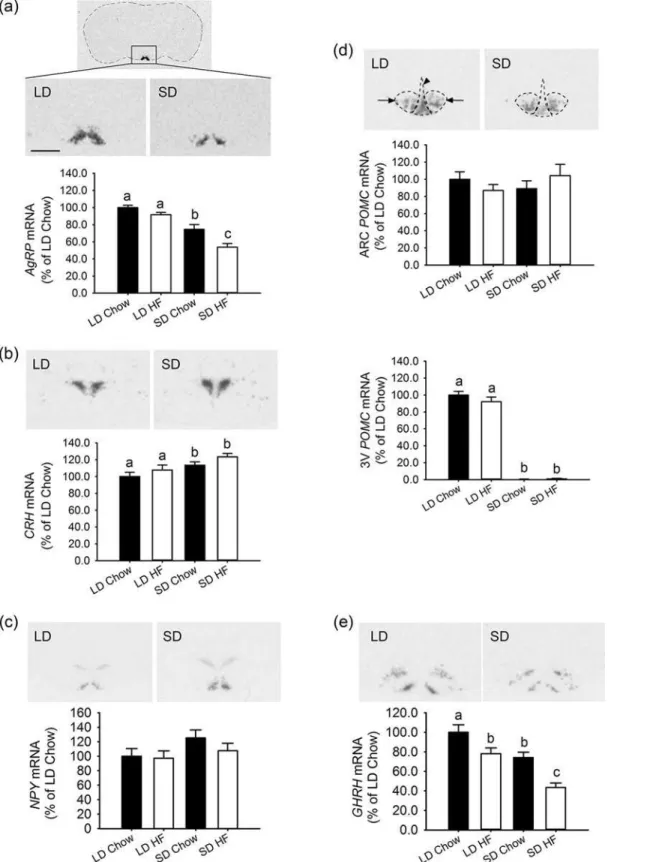 Fig 4. Effect of photoperiod and high fat diet (HFD) on hypothalamic expression of genes involved in energy balance growth in juvenile F344 rats 4 weeks of treatment, measured by quantitative in situ hybridisation