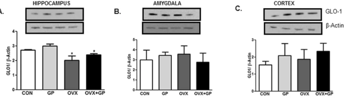Figure 8. The levels of GLO-1 protein in the hippocampus, amygdala and cortex of CON, GP, OVX and OVX+GP rats
