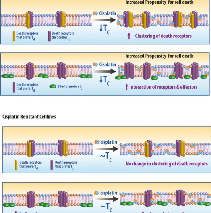 Fig 5. Model for cisplatin mediated activation of death receptors. (A) Response of sensitive cell lines to cisplatin