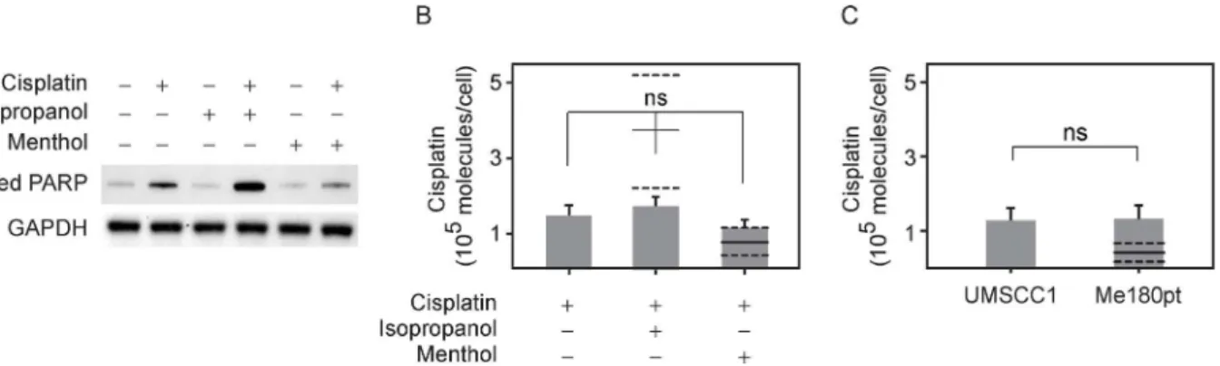 Fig 4. Co-incubation of cisplatin with isopropanol leads to enhanced apoptosis without an increase in intercellular cisplatin concentration