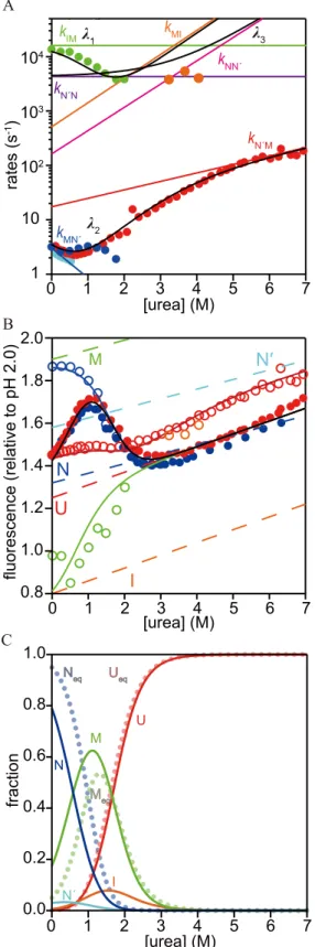 Fig 4. Urea-dependence of the rate constants and the cumulative amplitudes of refolding and unfolding of h-apoMb and the results obtained by the quantitative modeling