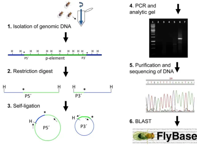 Fig. 2. Inverse PCR schematic. Inverse PCR is used to amplify and identify DNA flanking a known sequence