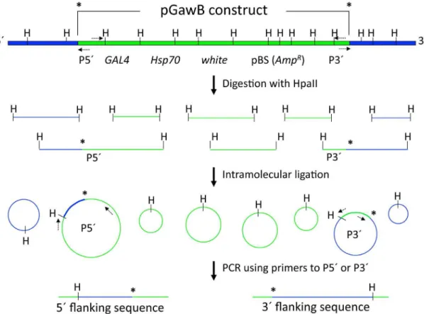Fig. 3. Inverse PCR from pGawB insertion. Genomic DNA from a GAL4 enhancer trap strain containing integrated pGawB (p-element engineered to contain GAL4) is digested with a frequent cutter, HpaII, and the resulting fragments are circularized by intramolecu