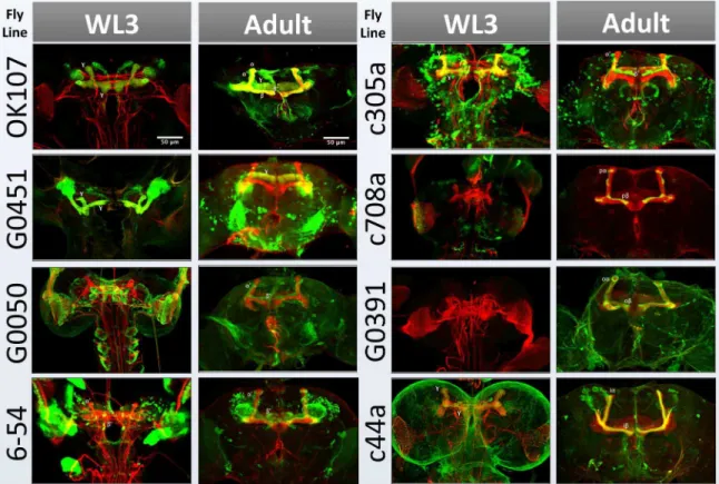 Fig. 5. Expression patterns of GAL4 enhancer trap lines in the fly brain. Each GAL4 strain was used to drive a UAS-CD8-GFP reporter gene (green) and brains were dissected at the wandering third instar larval stage (WL3) and adult