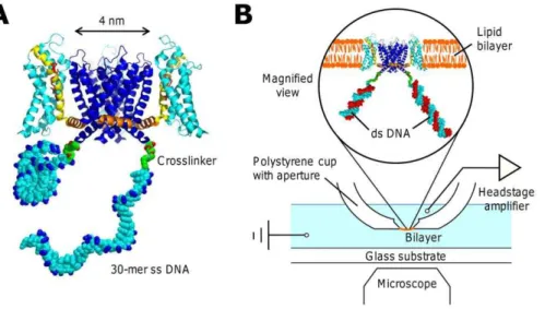 Figure 2. Protein expression and chimera synthesis confirmed by SDS-PAGE. The left lane is the V240C mutant protein and the right lane is the V240C chimera