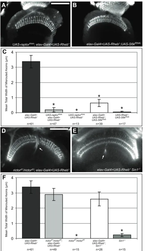 Figure 8. Rheb-mediated axon guidance defects are dependent on TorC1 downstream components, but not on TorC2