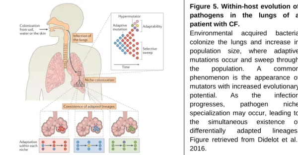 Figure  5.  Within-host  evolution  of  pathogens  in  the  lungs  of  a  patient with CF