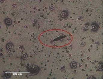 Fig.  3b.  Shows  impression  remaining  in  the  studied  sample  with  coating  thickness  160.4  µm  and  Knoop    micro hardness number is 9.81 KHN