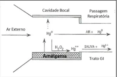 Figura 2 – Libertação de mercúrio das amálgamas dentárias (adaptado de Clarkson et al., 2007)