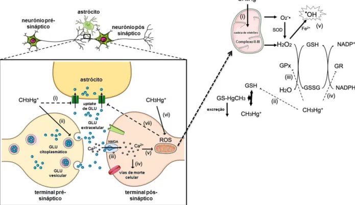 Figura 5 – Relação entre stress oxidativo induzido pelo MeHg, níveis de Ca 2+  e perda de homeostase  pelo glutamato (adaptado de Farina et al., 2011)
