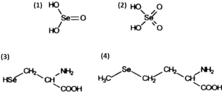 Figura  6  –  Estrutura  química  dos  compostos  inorgânicos  e  orgânicos  de  selénio:  (1)  selenito;  (2)  selenato; (3) selenocisteína; (4) selenometionina (adaptado de Suzuki and Ogra, 2001)