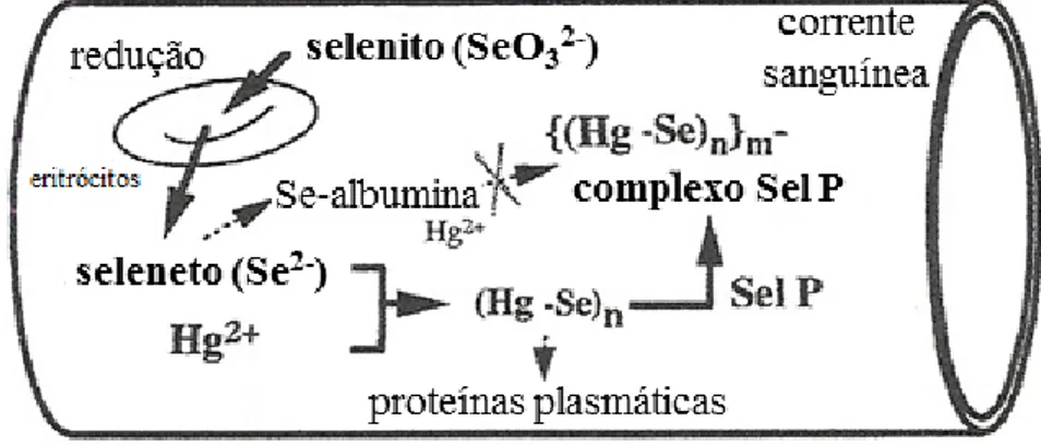 Figura 8 – Mecanismo proposto para a formação do complexo (Hg-Se)-SelP na corrente sanguínea