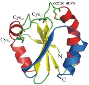 Figura  9  –  Estrutura  da  Trx1  humana  indicando  a  posição  do  centro  ativo  e  dos  três  resíduos  estruturais (Cys62, Cys69 e Cys73) (adaptado de Lillig and Holmgren, 2007)