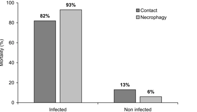 Fig 1. Percentage of mortality of S. exigua larvae that fed on (necrophagy) or had physical contact with infected and non-infected cadavers (n = 82).
