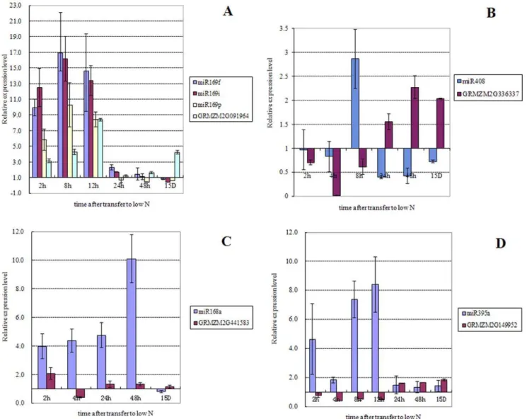 Figure 2. Verification of the low nitrate responsive pattern of the mature miRNAs identified in the roots of maize seedlings and their predicted target genes by qRT-PCR
