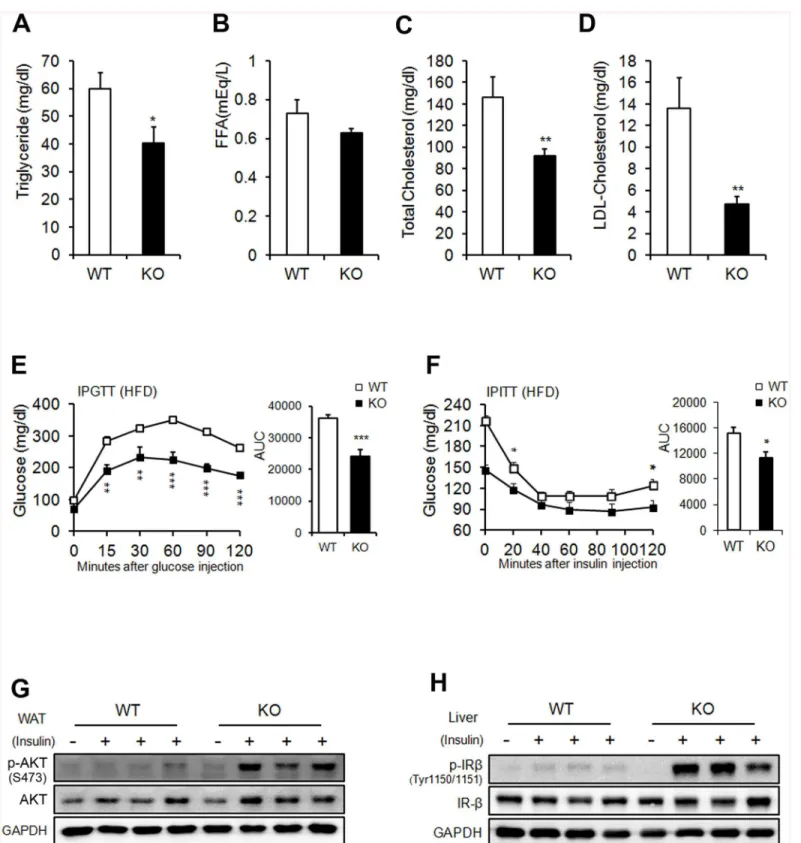 Fig 4. Metabolic parameters. (A) Serum triglyceride. (B) FFA. (C) Total cholesterol. (D) LDL-cholesterol in WT and KO mice on an HFD