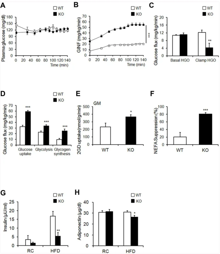 Fig 5. Ahnak KO mice exhibit enhanced glucose tolerance and insulin sensitivity. (A, B) Blood glucose levels during the hyperinsulinemic-euglycemic clamp