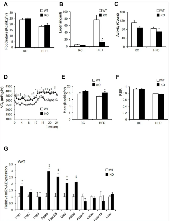 Fig 6. Ahnak-KO mice display increased energy expenditure. (A) Food intake (WT: n = 6, KO: n = 5)
