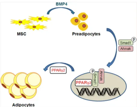 Fig 7. Putative model for the role of Ahnak in Smad1-dependent induction of PPARg2 by BMP signaling.