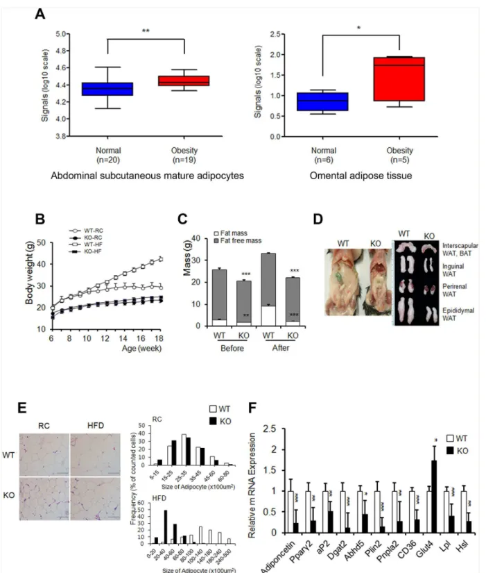 Fig 1. Ahnak -KO mice displayed reduced adiposity. (A) AHNAK expression of obese human subjects