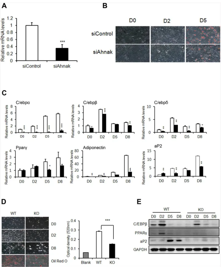 Fig 2. AHNAK plays a role in adipogenesis in vitro. (A) C3H10T1/2 cells were transfected with control siRNA and Ahnak siRNA