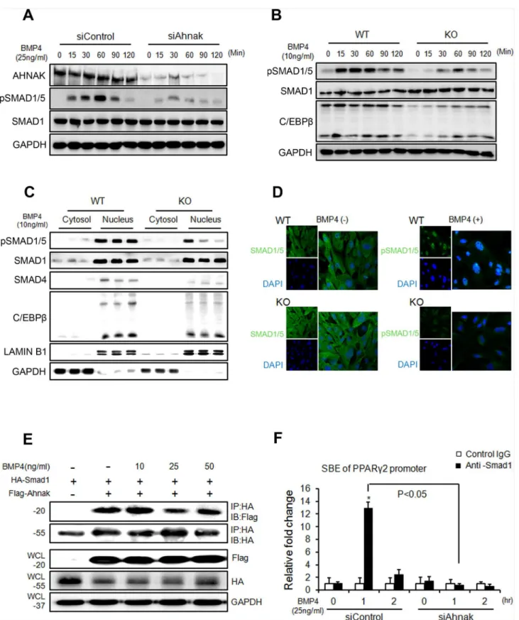 Fig 3. AHNAK is required for SMAD1/5 activation, which is essential for adipogenic effects caused by BMP4 signaling