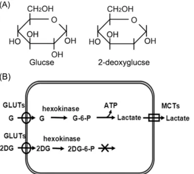 Fig 1. Molecular structure of 2-deoxyglucose and its inhibition of glycolysis. (A) Molecular structure of glucose and 2-deoxyglucose