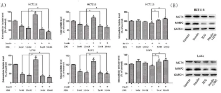 Fig 7. Lactate content analysis and western blots of MCT4 and MMP2. (A)The total and extracellular lactate levels were shown for cells treated with 2DG and/or insulin for 24h