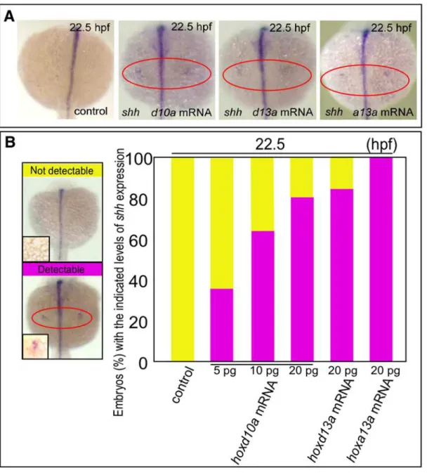 Figure 2. Timing of shh expression in zebrafish embryo fin primordia depends on hox transcript accumulation